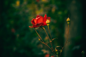 সুন্দর প্রোফাইল পিকচার 