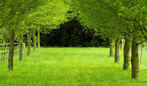 ওয়ালপেপার ডাউনলোড