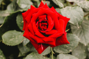 গোলাপ ফুলের ছবি