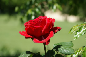 গোলাপ ফুলের ছবি