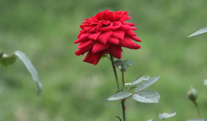 গোলাপ ফুলের ছবি