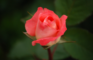 গোলাপ ফুলের ছবি