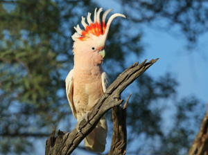 পাখির ছবি