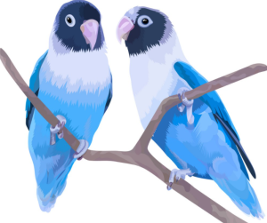 পাখির ছবি