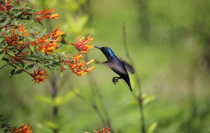 পাখির ছবি