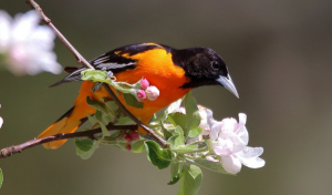 পাখির ছবি