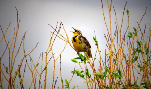 পাখির ছবি