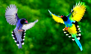 পাখির ছবি