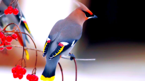 পাখির ছবি