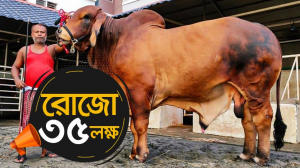 কোরবানির বড় গরু
