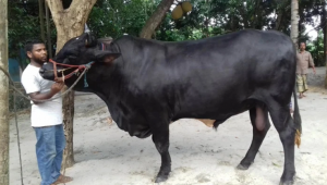 কোরবানির বড় গরু