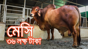 কোরবানির বড় গরু