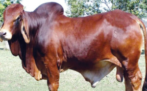 কোরবানির বড় গরু