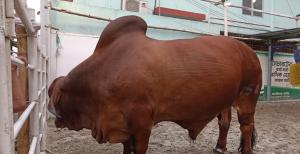 কোরবানির বড় গরু