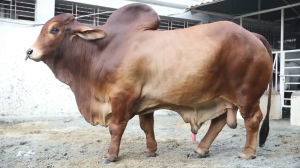 কোরবানির বড় গরু