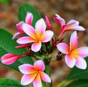 কাঠ গোলাপ