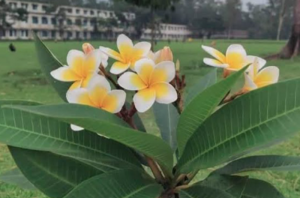 কাঠ গোলাপ