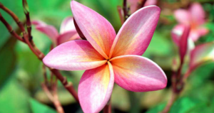 কাঠ গোলাপ