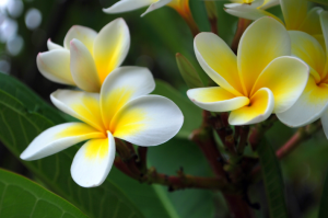 কাঠ গোলাপ