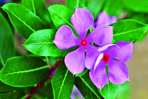 নয়নতারা ফুল