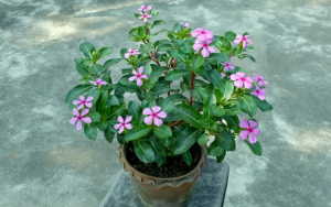 নয়নতারা ফুল