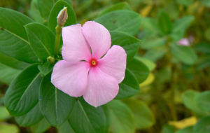 নয়নতারা ফুল