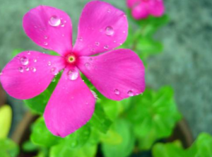 নয়নতারা ফুল