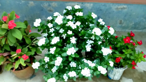 নয়নতারা ফুল