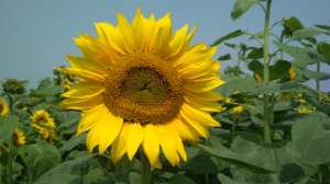 সূর্যমুখী ফুল নিয়ে ক্যাপশন