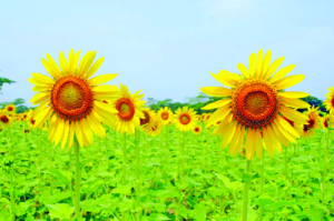 সূর্যমুখী ফুল নিয়ে ক্যাপশন