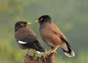 জোড়া শালিকের ছবি