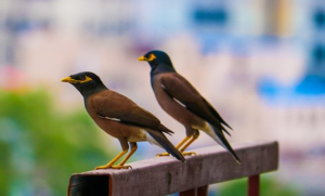 জোড়া শালিকের ছবি