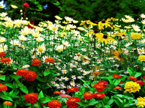 ফুলের বাগানের ছবি