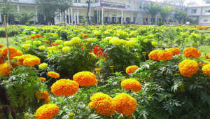 ফুলের বাগানের ছবি