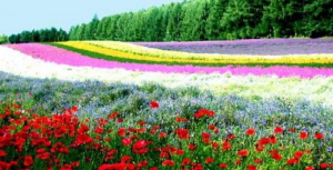 ফুলের বাগানের ছবি