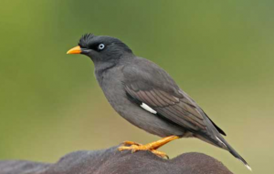 শালিক পাখির ছবি