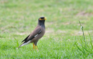 শালিক পাখির ছবি