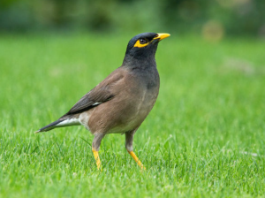 শালিক পাখির ছবি