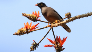 শালিক পাখির ছবি