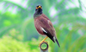 শালিক পাখির ছবি