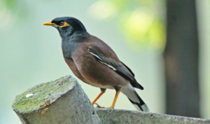 শালিক পাখির ছবি