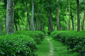 চা বাগানের ছবি