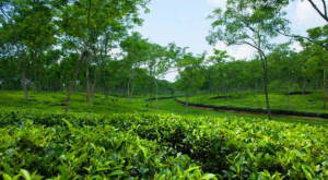 চা বাগানের ছবি