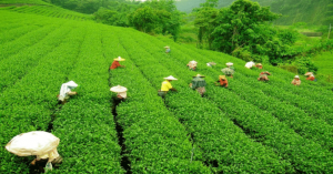 চা বাগানের ছবি