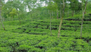 চা বাগানের ছবি