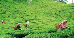 চা বাগানের ছবি