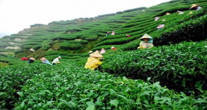চা বাগানের ছবি