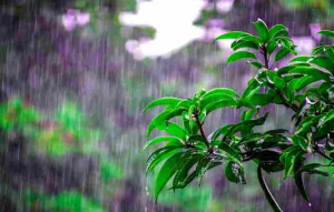 বৃষ্টিময় প্রাকৃতিক দৃশ্যের পিকচার